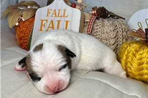 Fletcher - Chihuahua for sale