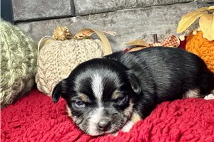 Ferris - Chihuahua for sale