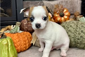 Fletcher - Chihuahua for sale