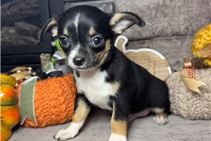 Ferris - Chihuahua for sale