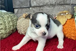 Elias - Chihuahua for sale