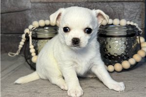 Rascal - Chihuahua for sale