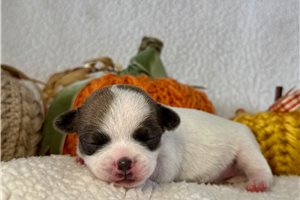 Ethan - puppy for sale