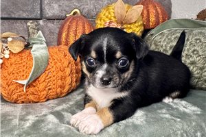 Ferris - Chihuahua for sale