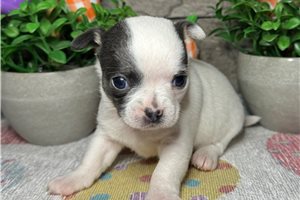 Iris - Chihuahua for sale