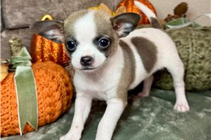 Everly - Chihuahua for sale