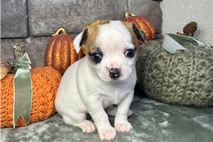 Fletcher - Chihuahua for sale