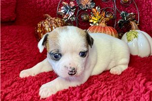 Fletcher - Chihuahua for sale