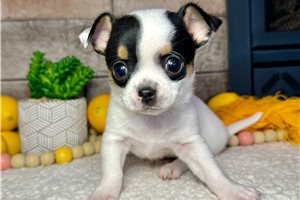 Iggy - Chihuahua for sale