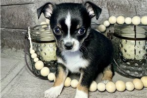 Rebel - Chihuahua for sale