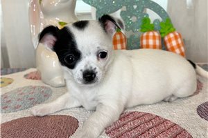 Olivia - Chihuahua for sale