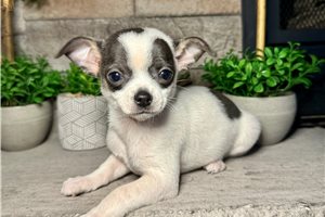 Issac - Chihuahua for sale