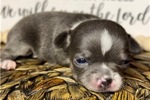 Seraphina - Chihuahua for sale