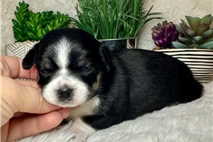 Rector - puppy for sale