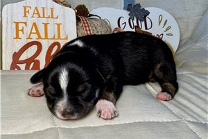 Ferris - puppy for sale