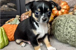 Ferris - Chihuahua for sale