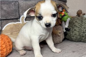 Fletcher - Chihuahua for sale
