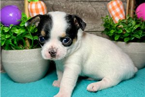 Iggy - Chihuahua for sale
