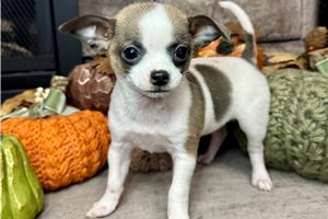 Everly - Chihuahua for sale
