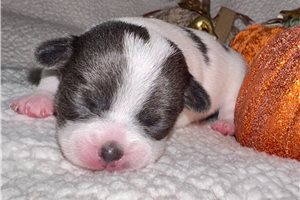 Emmie - puppy for sale