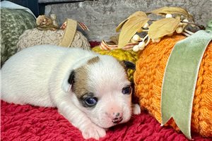 Fletcher - Chihuahua for sale