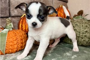 Elias - Chihuahua for sale