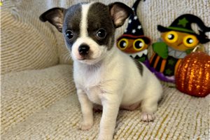 Emmie - Chihuahua for sale