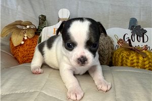 Elias - Chihuahua for sale