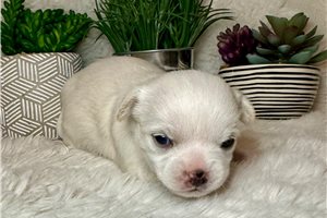 Rascal - Chihuahua for sale
