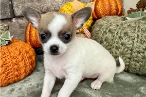 Ethan - Chihuahua for sale
