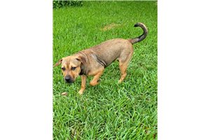 Sadie - Mixed/Other for sale