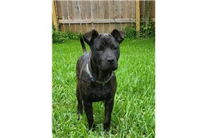 Starla - Mixed/Other for sale