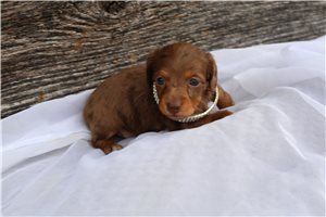 Celeste - Dachshund, Mini for sale