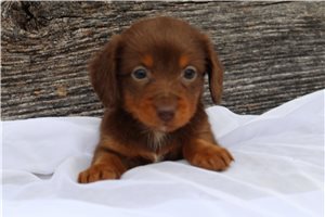 Brenna - Dachshund, Mini for sale