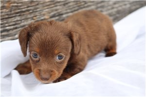 Anika - Mini Dachshund for sale