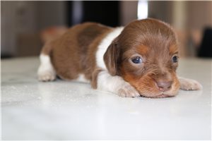 Angie - puppy for sale