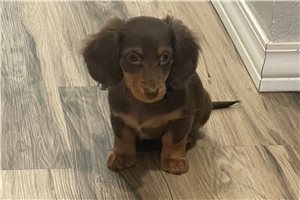 Coco - Dachshund, Mini for sale