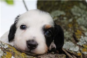 Evander - Dachshund, Mini for sale