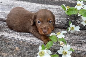 Brenna - puppy for sale