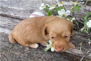 Cruz - puppy for sale