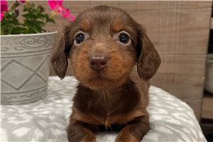 Bristol - Dachshund, Mini for sale