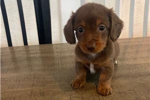 Angel - Dachshund, Mini for sale