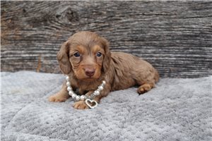 Cara - Dachshund, Mini for sale