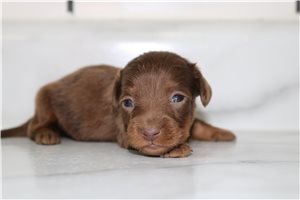 Anika - puppy for sale