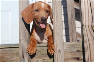 Genesis - Dachshund, Mini for sale