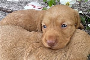 Conway - puppy for sale