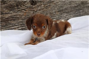 Angie - Dachshund, Mini for sale