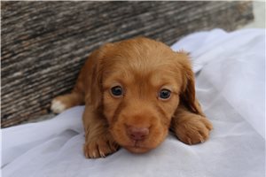 Cruz - Dachshund, Mini for sale