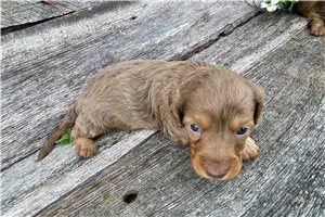 Cara - puppy for sale