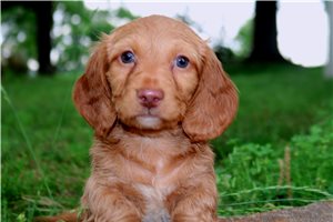 Conway - Mini Dachshund for sale